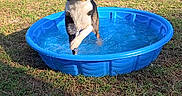 Arrow is registered to the contest to win money with this photo: animal, backyard, blue_pool, canine, daytime, dog, excited, fence, grass, nature, outdoor, pet, playful, pool, rusty_barrel, small_pool, summer, sunlight, water, wet