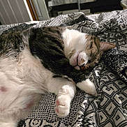 Maverick is registered to the contest to win money with this photo: cat, sleeping, bed, blanket, patterned, black_and_white, cozy, feline, paw, fur, indoor, resting, cute, domestic_animal, pet, relaxation, comfort, striped, whiskers, nap