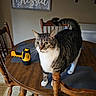 Maverick is registered to the contest to win money with this photo: cat, tabby, pet, animal, table, wooden_table, chair, dining_room, flashlight, indoor, curious, fur, whiskers, tail, domestic_cat, striped, four_legs, feline, looking, home