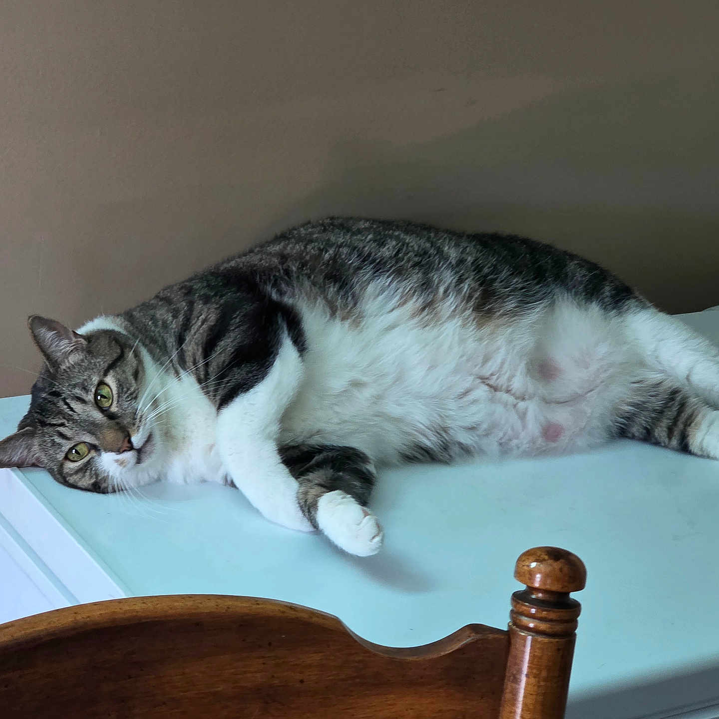 Maverick joined the competition — help win amazing prizes! cat, tabby_cat, white_cat, lying_down, indoor, appliance, freezer, refrigerator, wooden_chair, furniture, pet, animal, resting, relaxed, domestic_cat, fur, whiskers, green_eyes, side_view, household