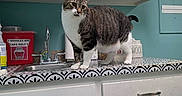Maverick joined the competition — help win amazing prizes! animal, appliance, cabinet, cat, container, countertop, curious, domestic, faucet, indoor, kitchen, patterned_surface, pet, sink, standing, tabby_cat, teal_wall, tissue_box, wall, white_paws