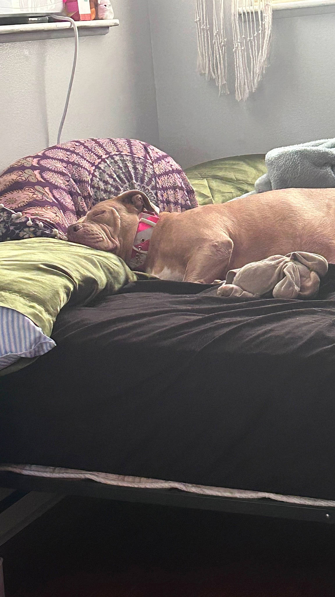 Sasha is registered to the contest to win money with this photo: bed, bed_sheet, bedding, bedroom, comfort, couch, floor, flooring, furniture, grey, hardwood, human_leg, linens, magenta, pillow, purple, room, textile, tints_and_shades, wood