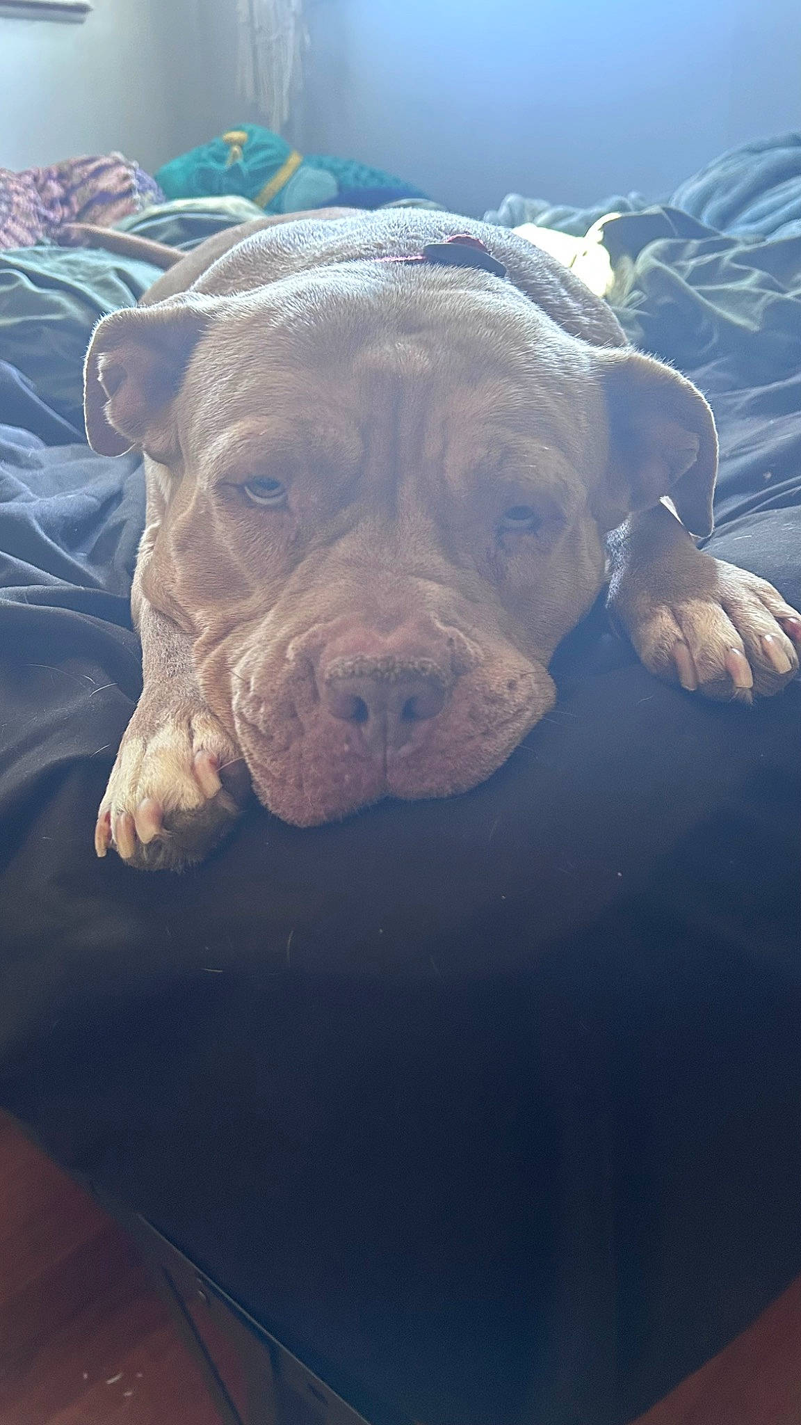 Sasha is registered to the contest to win money with this photo: art, bulldog, canidae, carnivore, dog, dog_breed, electric_blue, fawn, landscape, non_sporting_group, reflection, sky, snout, sporting_group, terrestrial_animal, water, wildlife, window, working_animal, wrinkle