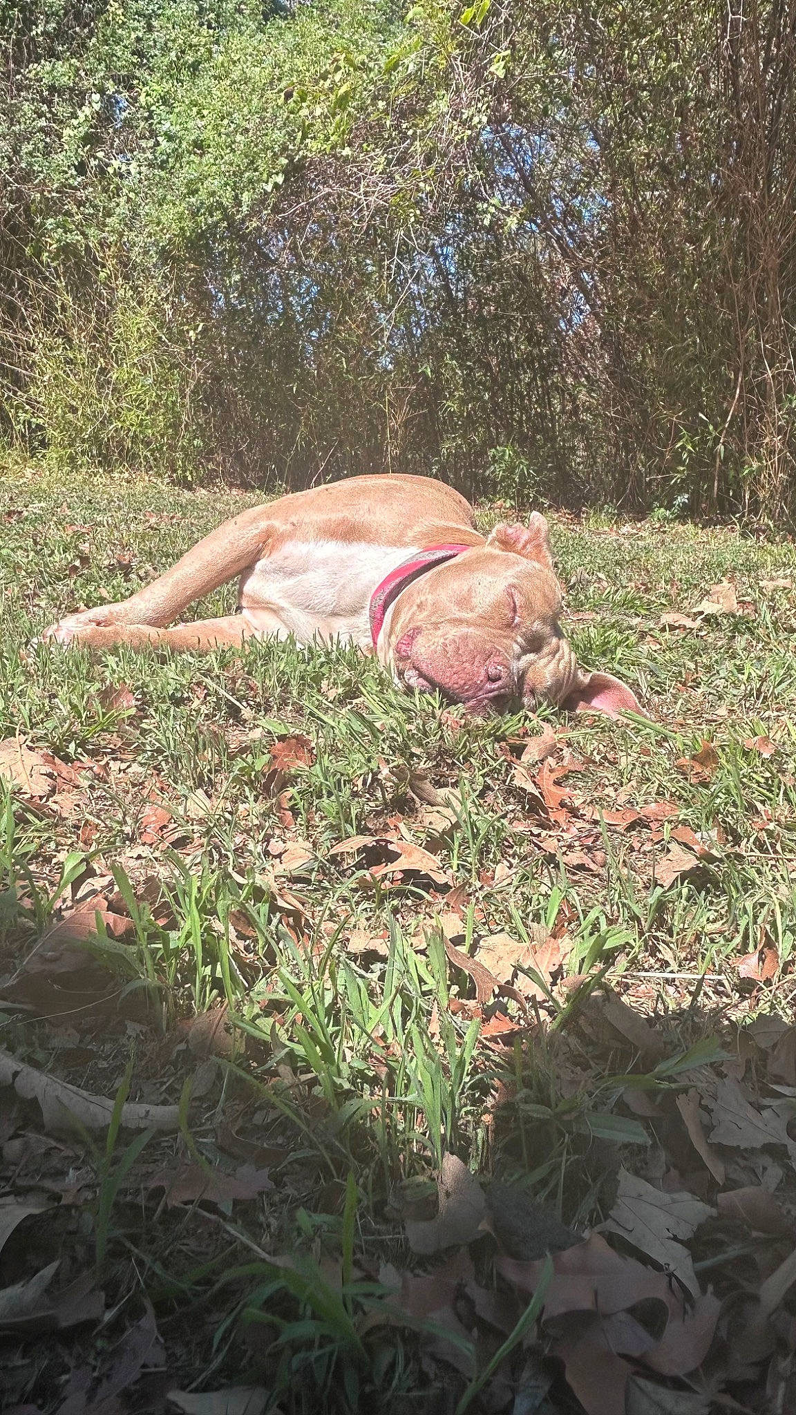 Sasha is registered to the contest to win money with this photo: fawn, forest, grass, grass_family, grassland, groundcover, human_leg, knee, landscape, leisure, natural_landscape, people_in_nature, plant, shrub, soil, sporting_group, thigh, tints_and_shades, tree, wood