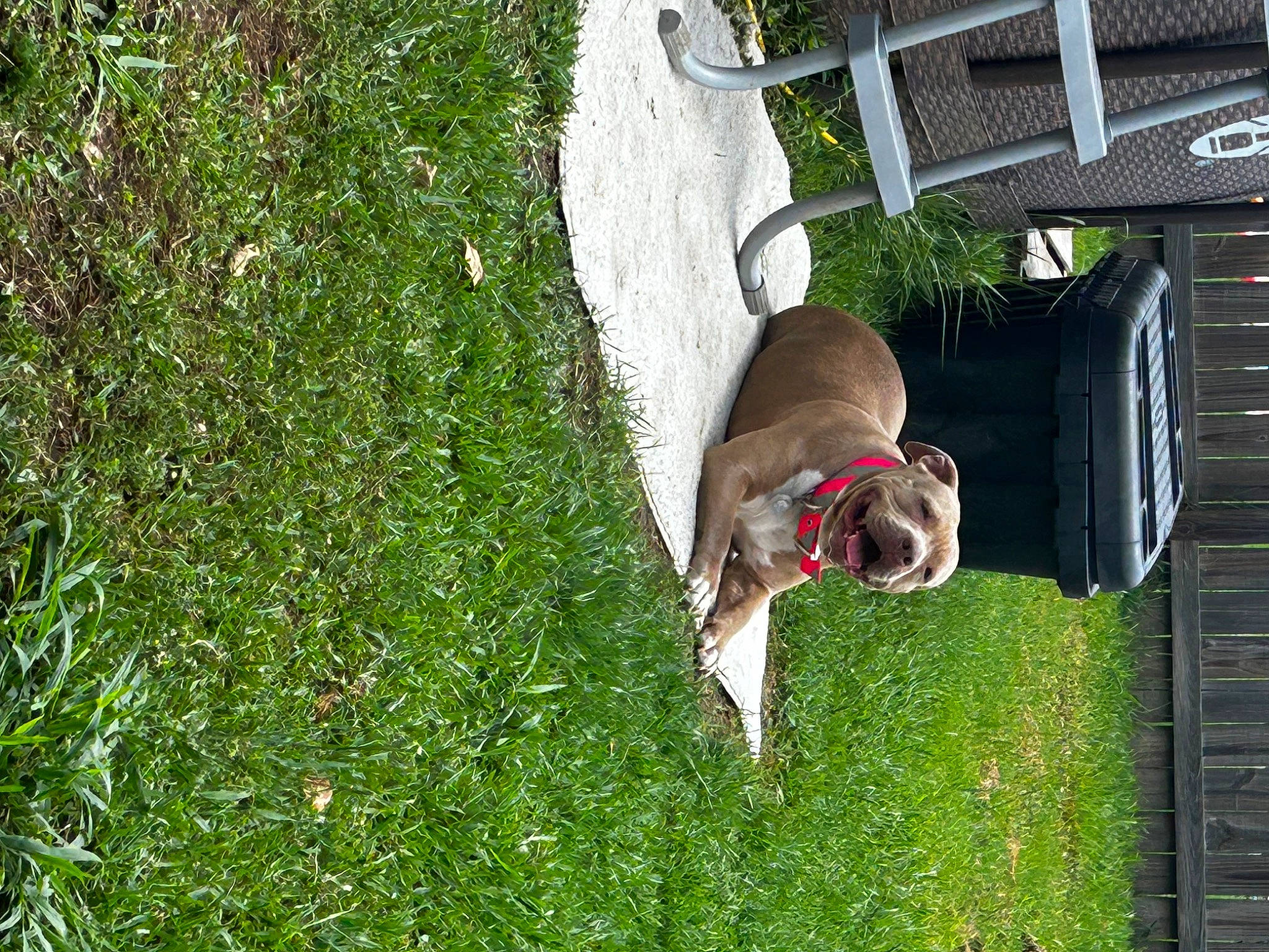 Sasha joined the competition — help win amazing prizes! backyard, canidae, dog, fun, garden, grass, grass_family, grassland, groundcover, landscape, lawn, leisure, pasture, people_in_nature, plant, shrub, sporting_group, tree, yard