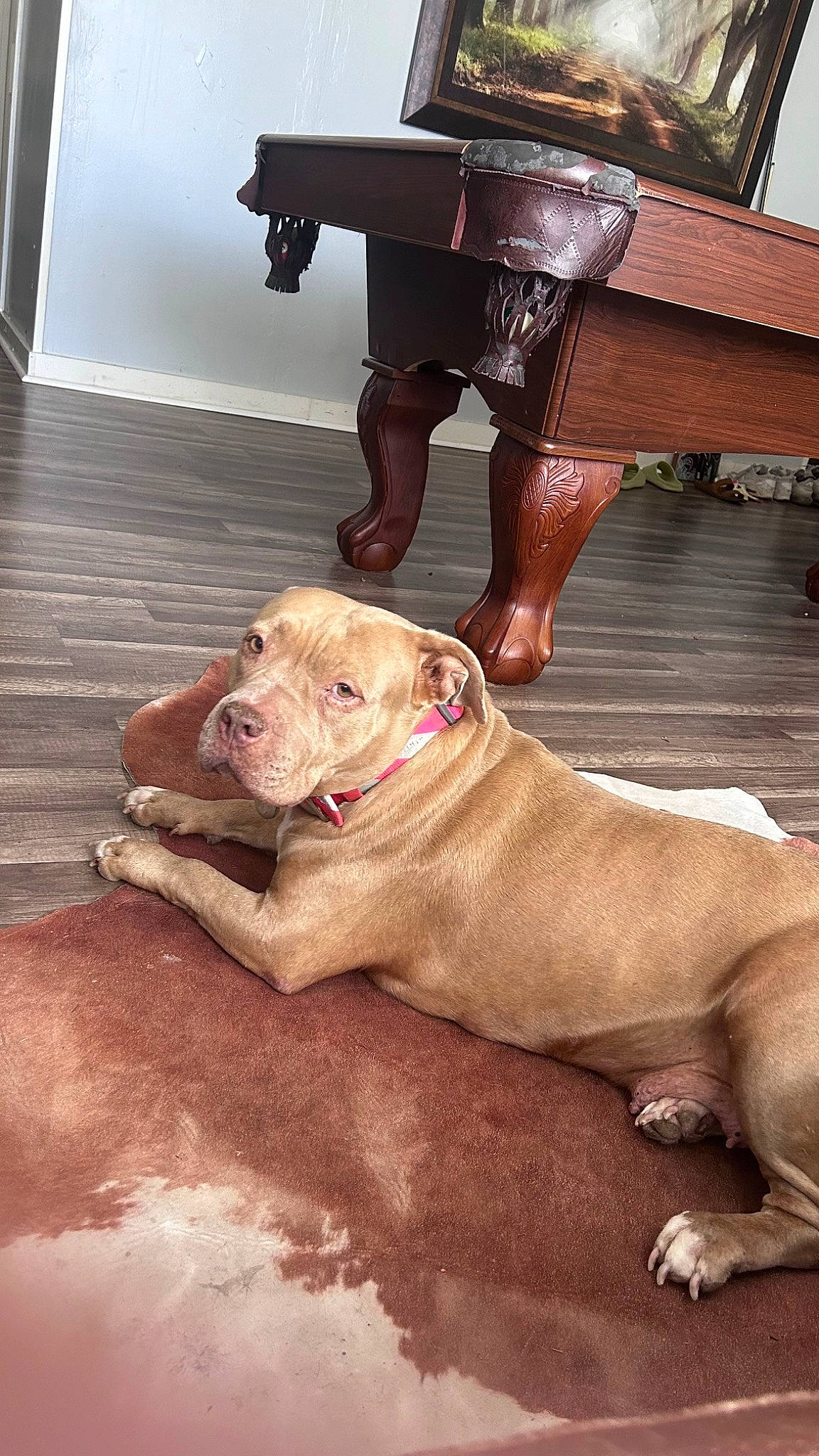 Sasha joined the competition — help win amazing prizes! canidae, carnivore, collar, companion_dog, dog, dog_breed, dog_collar, fawn, flooring, foot, hardwood, human_leg, liver, musical_instrument, piano, sporting_group, varnish, wood, working_animal, wrinkle