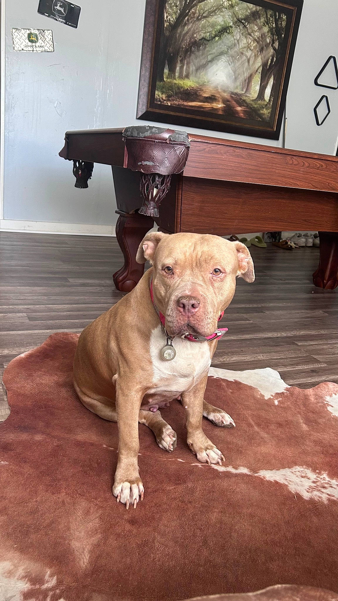 Sasha is registered to the contest to win money with this photo: art, canidae, carnivore, collar, companion_dog, dog, dog_breed, dog_collar, fawn, flooring, hardwood, liver, non_sporting_group, pet_supply, picture_frame, snout, sporting_group, wood, working_animal, wrinkle