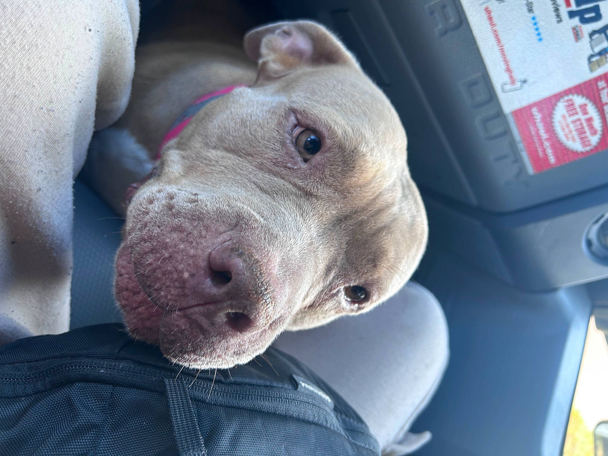 Sasha is registered to the contest to win money with this photo: canidae, carnivore, comfort, companion_dog, dog, dog_breed, electric_blue, fawn, metal, non_sporting_group, snout, sporting_group, terrestrial_animal, whiskers, windshield, working_animal