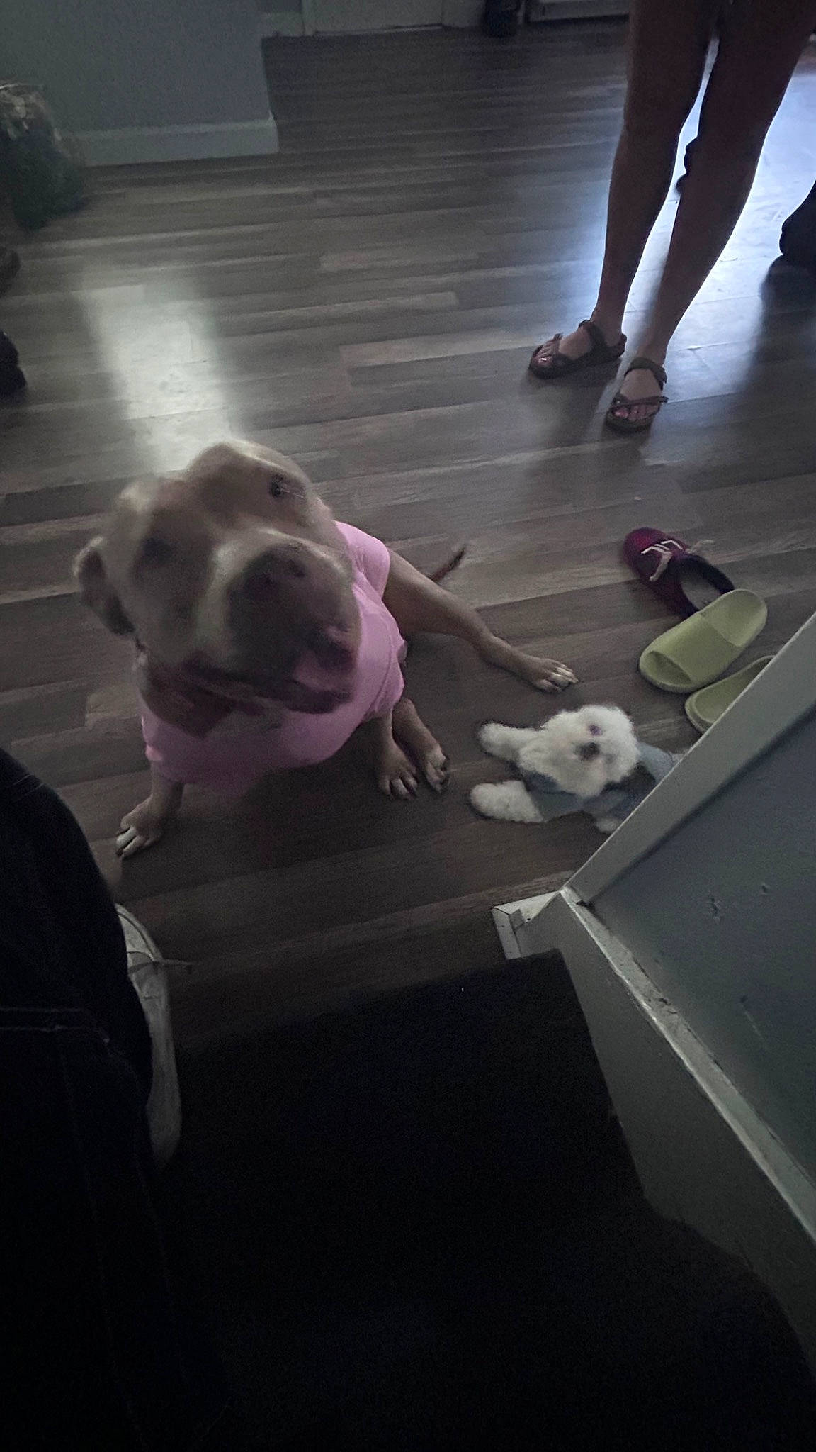 Sasha joined the competition — help win amazing prizes! ball, carnivore, comfort, companion_dog, dog, dog_breed, fawn, floor, flooring, foot, fun, hardwood, human_leg, knee, mammal, snout, sporting_group, thigh, toy_dog, wood