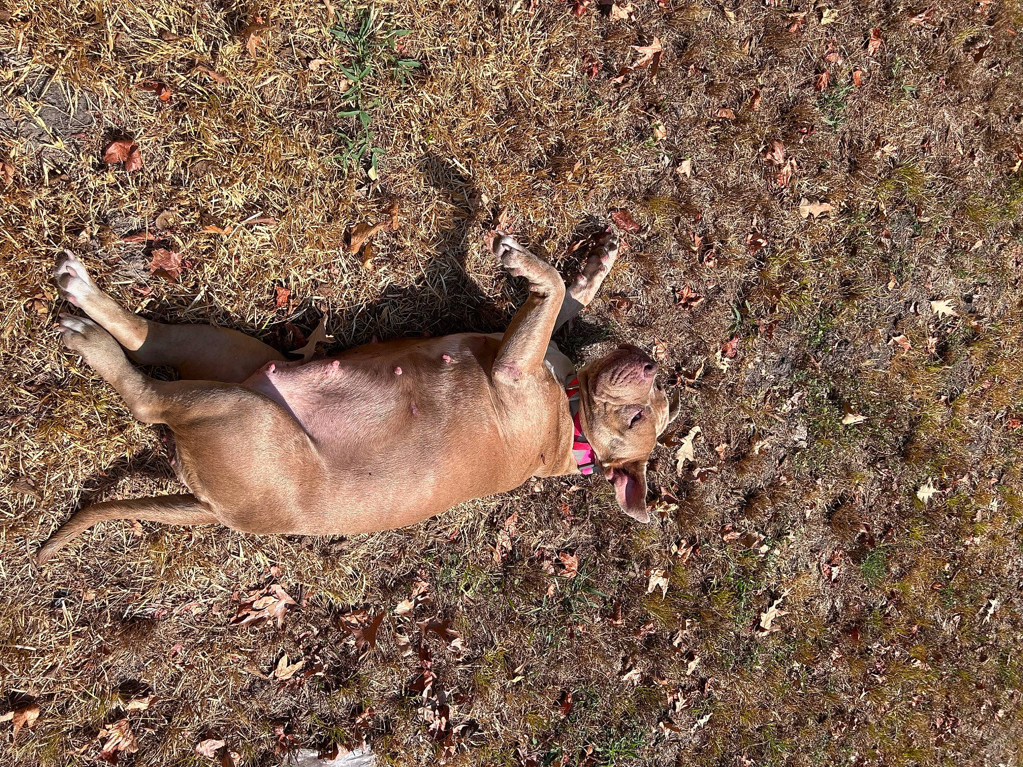 Sasha joined the competition — help win amazing prizes! barechested, canidae, dog, fawn, foot, grass, landscape, people_in_nature, plant, rock, shadow, soil, sporting_group, sun_tanning, swimwear, terrestrial_animal, tree