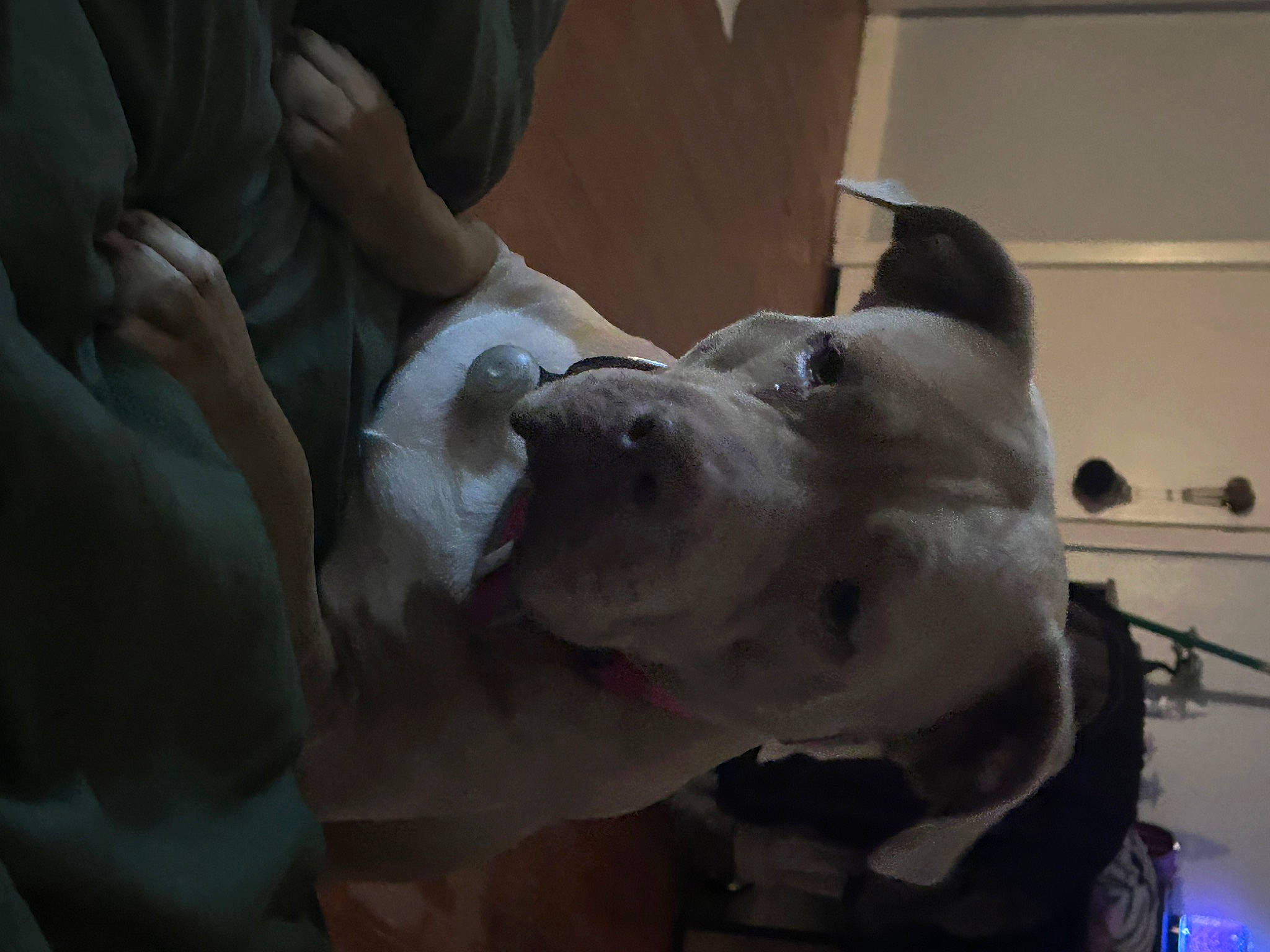 Sasha is registered to the contest to win money with this photo: canidae, carnivore, collar, comfort, companion_dog, dog, dog_breed, dog_collar, ear, fawn, fur, guard_dog, non_sporting_group, snout, sporting_group, whiskers, working_animal