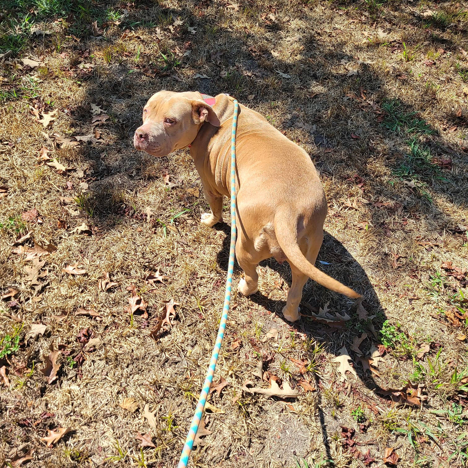 Sasha joined the competition — help win amazing prizes! carnivore, companion_dog, dog, dog_breed, fawn, grass, gun_dog, hunting_dog, liver, paw, plant, soil, sporting_group, tail, terrestrial_animal, wildlife, working_animal