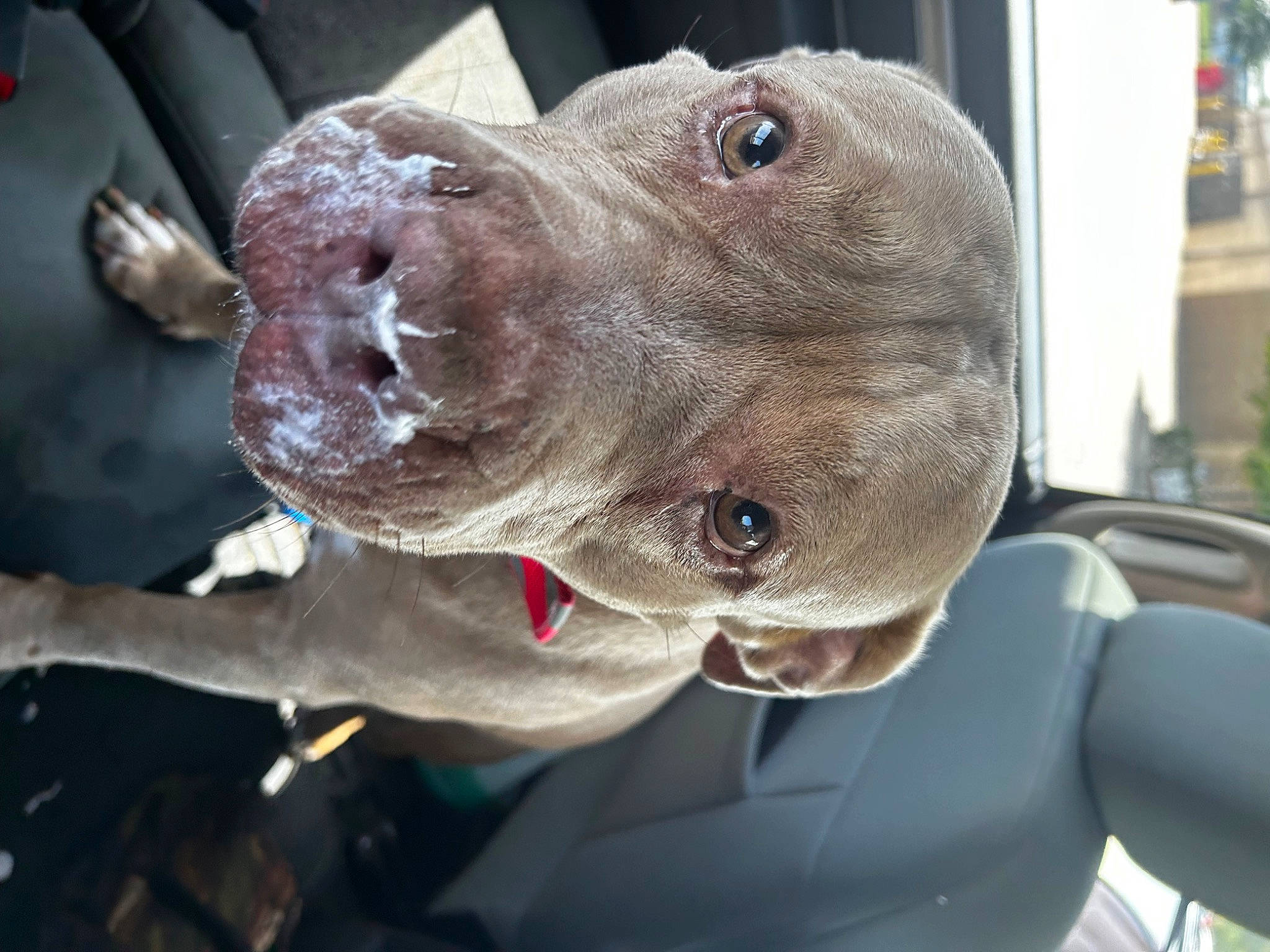 Sasha joined the competition — help win amazing prizes! braque_francais, canidae, car, carnivore, collar, companion_dog, dog, dog_breed, dog_collar, fawn, liver, metal, pet_supply, plant, snout, sporting_group, vehicle, whiskers, windshield, working_animal