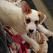 Snickers joined the competition — help win amazing prizes! animal, blanket, brown_and_white, carpet, comfort, cozy, cute, dog, domestic_animal, ear_flopped, ear_up, floor, fur, indoor, laying_down, looking_at_camera, pet, puppy, relaxing, young_dog