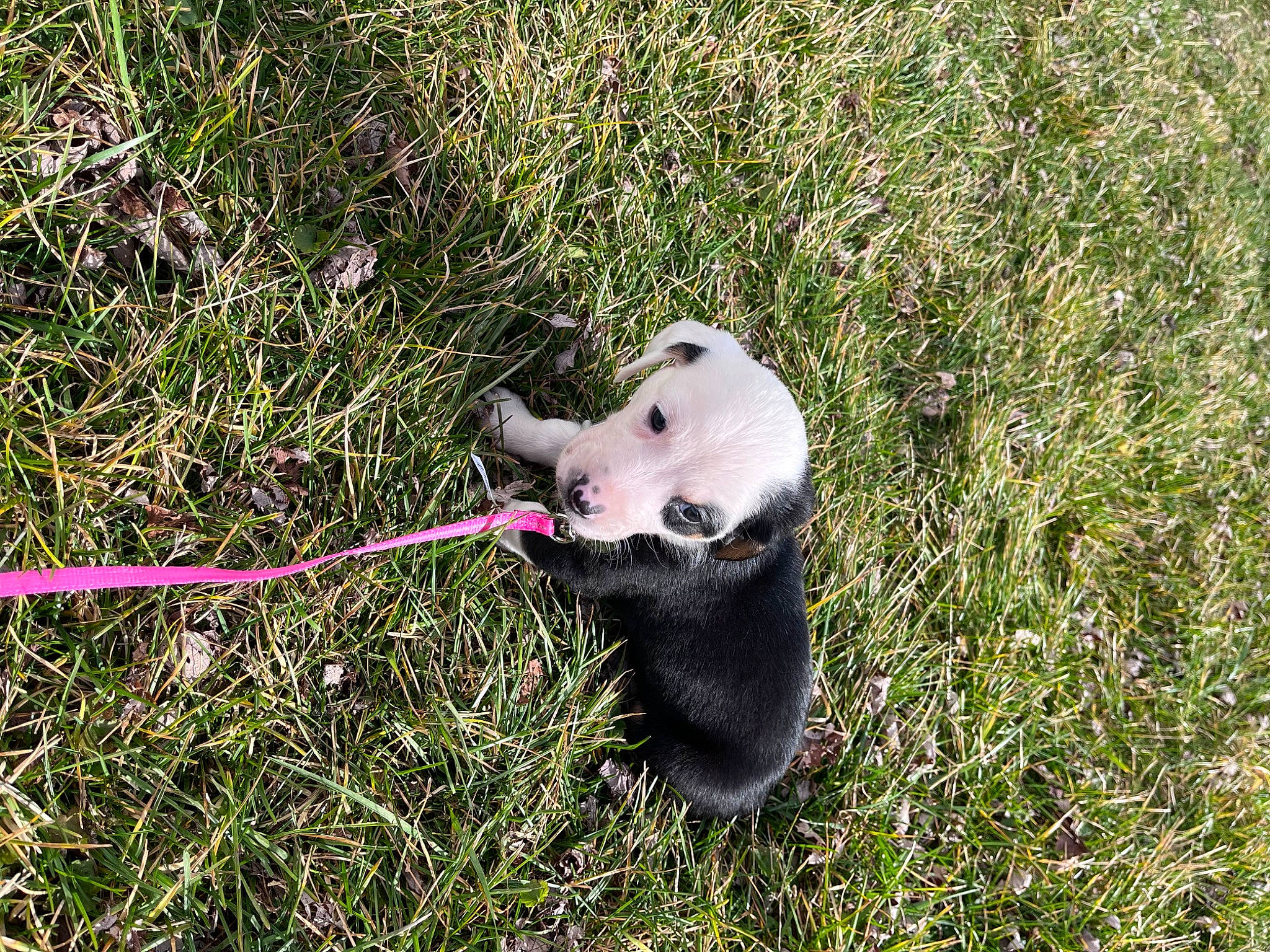 Luna Belle is registered to the contest to win money with this photo: canidae, carnivore, collar, companion_dog, dog, dog_breed, dog_collar, dog_supply, fawn, grass, grass_family, grassland, groundcover, herbaceous_plant, leash, paw, pet_supply, plant, tail, terrestrial_animal