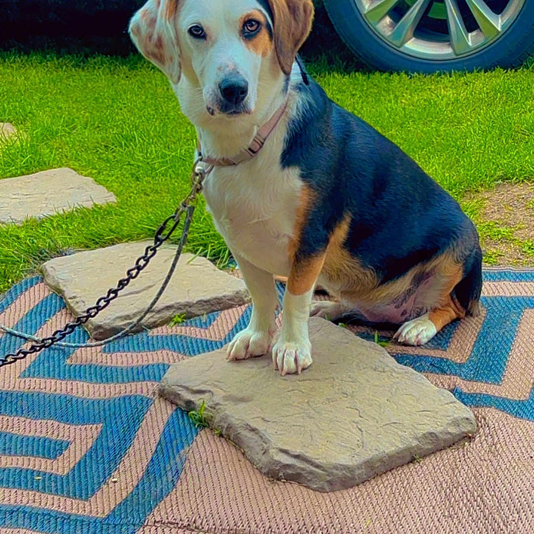 Luna Belle is registered to the contest to win money with this photo: accessories, alloywheel, animal, architecture, building, canine, car, carwheel, dog, hound, machine, outdoors, pet, puppy, spoke, strap, tire, transportation, vehicle, wheel