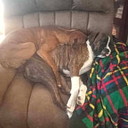 Hemi joined the competition — help win amazing prizes! dog, brown_dog, brindle_dog, recliner, blanket, plaid, indoor, resting, sleeping, cozy, pet, animal, furniture, snuggling, relaxing, companion, cute, couch, domestic, fur