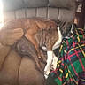 animal, blanket, brindle_dog, brown_dog, companion, couch, cozy, cute, dog, domestic, fur, furniture, indoor, pet, plaid, recliner, relaxing, resting, sleeping, snuggling