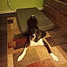 Hemi is registered to the contest to win money with this photo: dog, indoor, carpet, rug, floor, furniture, dressing_table, green_wall, cushion, pet, canine, mammal, looking_up, stretching, brown, white, black, home, curious, paw