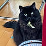 black_cat, cat, feather, indoor, wooden_floor, furniture, pet, animal, fluffy, eyes, sitting, domestic_cat, close_up, floor, whiskers, tail, chair_legs, curiosity, playful, household