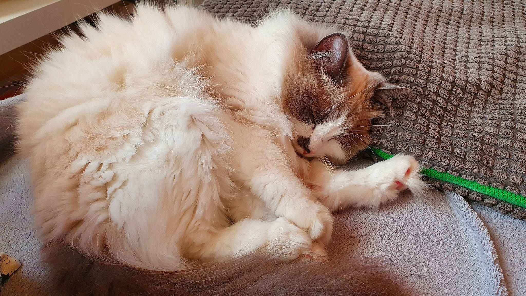 Inès participe au concours pour gagner de l'argent avec cette photo : american_curl, asian_semi_longhair, british_semi_longhair, carnivore, cat, claw, domestic_long_haired_cat, ear, felidae, fur, kitten, mammal, nap, norwegian_forest_cat, polydactyl_cat, ragamuffin, ragdoll, small_to_medium_sized_cats, turkish_van, whiskers