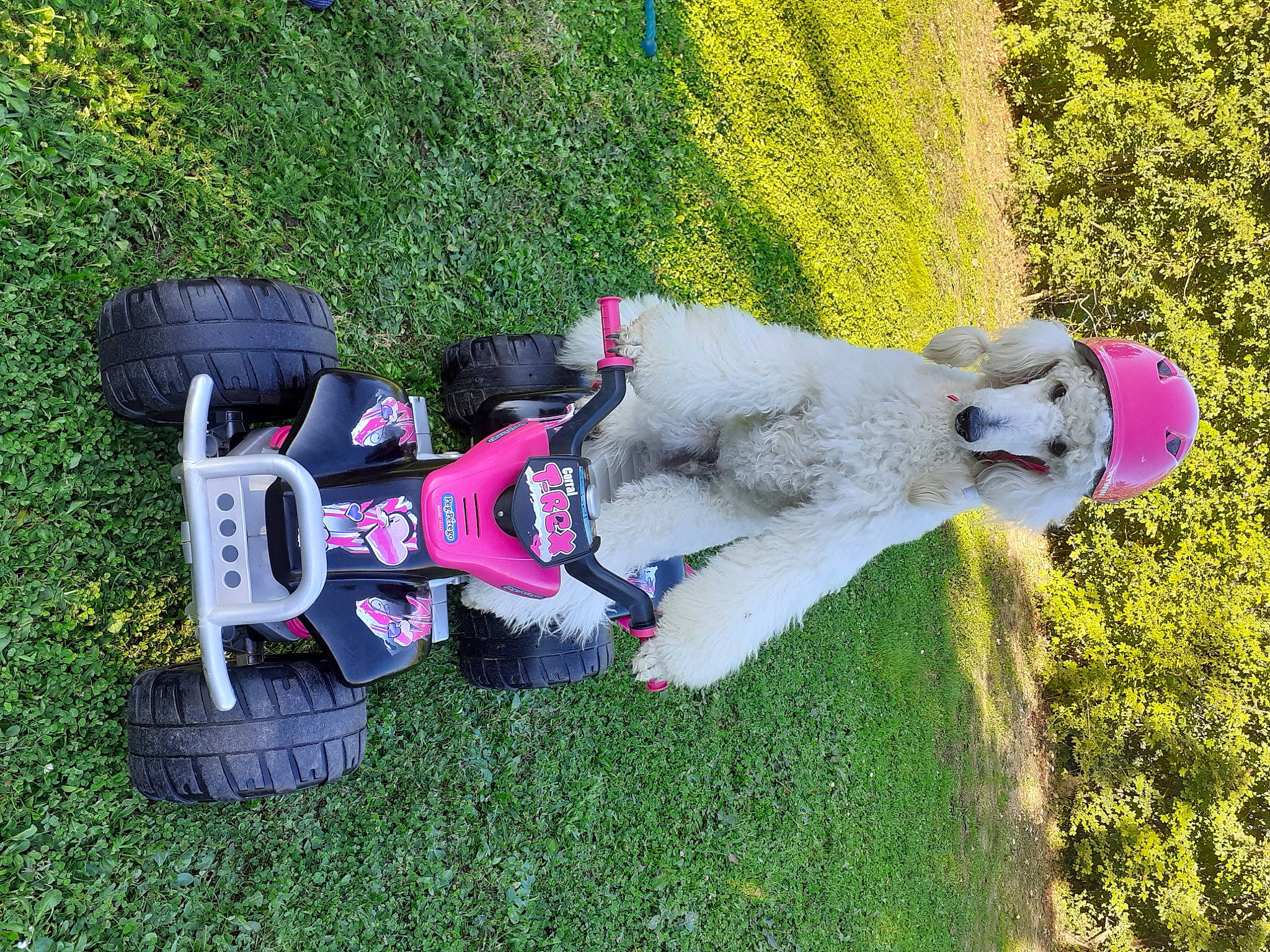 Richos participe au concours pour gagner de l'argent avec cette photo : art, auto_part, automotive_wheel_system, carmine, fun, garden, grass, hedge, landscape, landscaping, lawn, lawn_ornament, leisure, motor_vehicle, plant, shrub, toy, tree, vehicle, yard