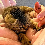 Tigrou a rejoint le concours — aidez-le/la à gagner de superbes lots ! kitten, cat, tabby, pet, animal, feline, paw, hand, blanket, pink, cozy, soft, comfort, indoor, cute, young, resting, fur, sleepy, domestic