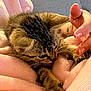 kitten, cat, tabby, pet, animal, feline, paw, hand, blanket, pink, cozy, soft, comfort, indoor, cute, young, resting, fur, sleepy, domestic