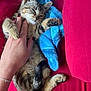 Tigrou a rejoint le concours — aidez-le/la à gagner de superbes lots ! kitten, cat, hand, petting, blue_plush_toy, red_surface, feline, cute, sleepy, paw, tail, fur, relaxed, domestic_animal, animal, indoor, closeup, comfort, resting, human_hand