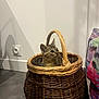 Tigrou a rejoint le concours — aidez-le/la à gagner de superbes lots ! cat, kitten, basket, woven_basket, indoor, floor, wall, shadow, curious, pet, animal, tabby, ears, eyes, container, cozy, furniture, home, colorful_fabric, quiet