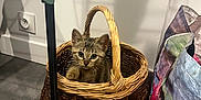 Tigrou participe au concours pour gagner de l'argent avec cette photo : kitten, cat, basket, indoor, floor, wall, shadow, curious, pet, animal, woven_basket, household, container, cute, small, domestic, fur, ears, eyes, paw