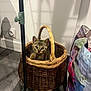 kitten, cat, basket, indoor, floor, wall, shadow, curious, pet, animal, woven_basket, household, container, cute, small, domestic, fur, ears, eyes, paw