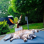 Moula participe au concours pour gagner de l'argent avec cette photo : backyard, cat, cushion, feline, fluffy, garden, greenery, leaves, nature, outdoor, peaceful, pet, plant, relaxing, resting, sleeping, summer, sunlight, tree, wooden_deck