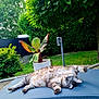 backyard, cat, cushion, feline, fluffy, garden, greenery, leaves, nature, outdoor, peaceful, pet, plant, relaxing, resting, sleeping, summer, sunlight, tree, wooden_deck