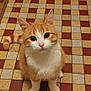cat, orange_cat, white_fur, pet, animal, floor, tile_floor, checkered_floor, indoor, cute, looking_up, sitting, whiskers, ears, tail, domestic_cat, feline, curious, fur, small_animal