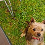 dog, grass, outdoor, pet, jumping, collar, table, shoe, metal, rust, greenery, playful, animal, canine, fur, small_dog, garden, nature, daylight, lawn