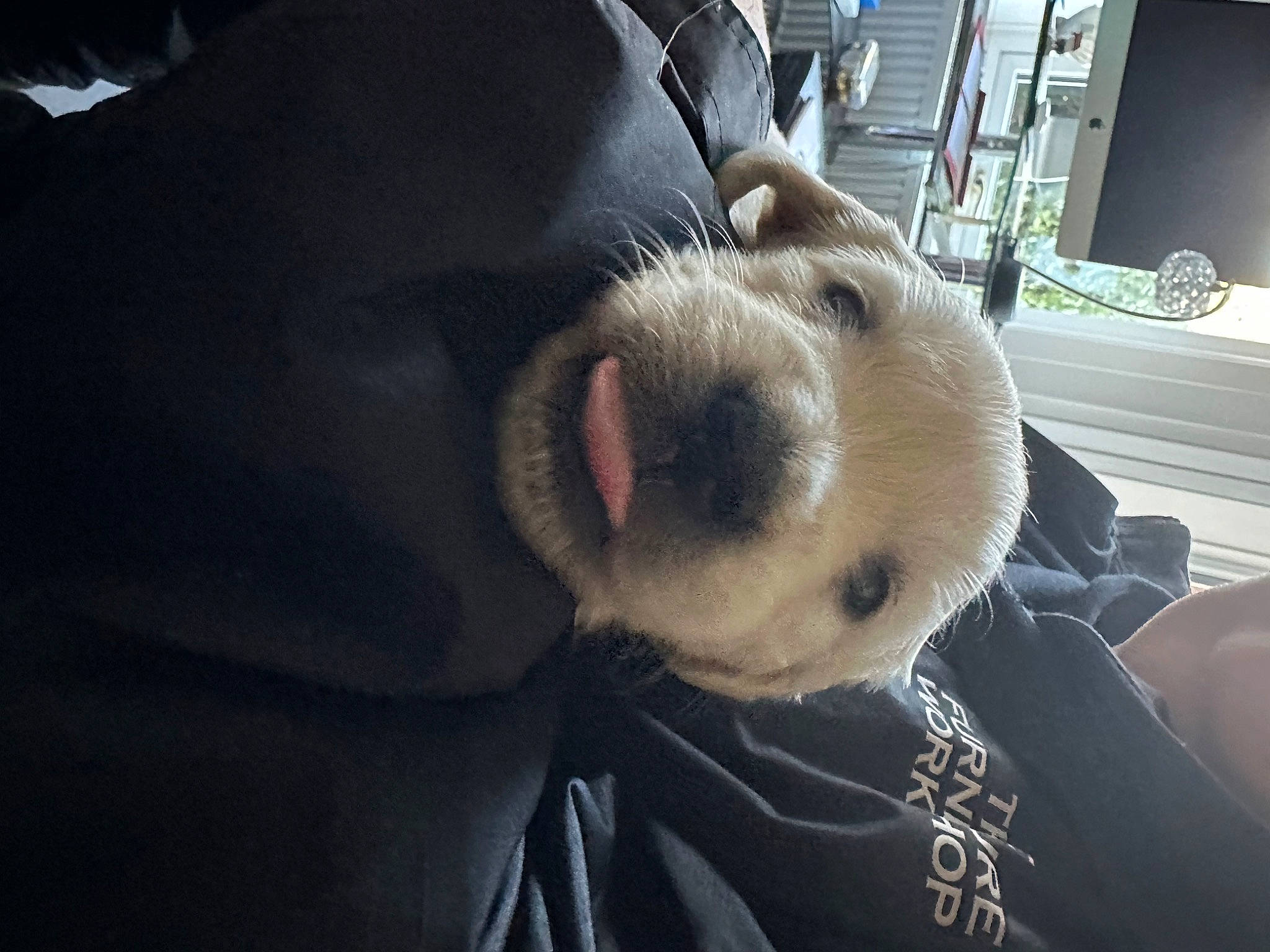 Basil is registered to the contest to win money with this photo: bear, canidae, carnivore, comfort, companion_dog, dog_breed, fawn, fur, hood, jaw, luxury_vehicle, selfie, snout, sporting_group, suidae, terrestrial_animal, toy, whiskers, wildlife, working_animal