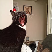Ash is registered to the contest to win money with this photo: cat, black_cat, white_chest, yawning, open_mouth, sharp_teeth, whiskers, pointed_ears, fur, portrait, indoor, living_room, home, furniture, couch, blanket, pet_bowl, pet_food, fire_extinguisher, framed_art