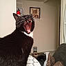 cat, black_cat, white_chest, yawning, open_mouth, sharp_teeth, whiskers, pointed_ears, fur, portrait, indoor, living_room, home, furniture, couch, blanket, pet_bowl, pet_food, fire_extinguisher, framed_art