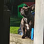 Bony participe au concours pour gagner de l'argent avec cette photo : dog, french_bulldog, outdoor, sunlight, concrete, playhouse, greenery, pet, animal, looking_up, ears_up, backyard, daylight, sitting, focused, shadow, wall, grass, nature, domestic_animal