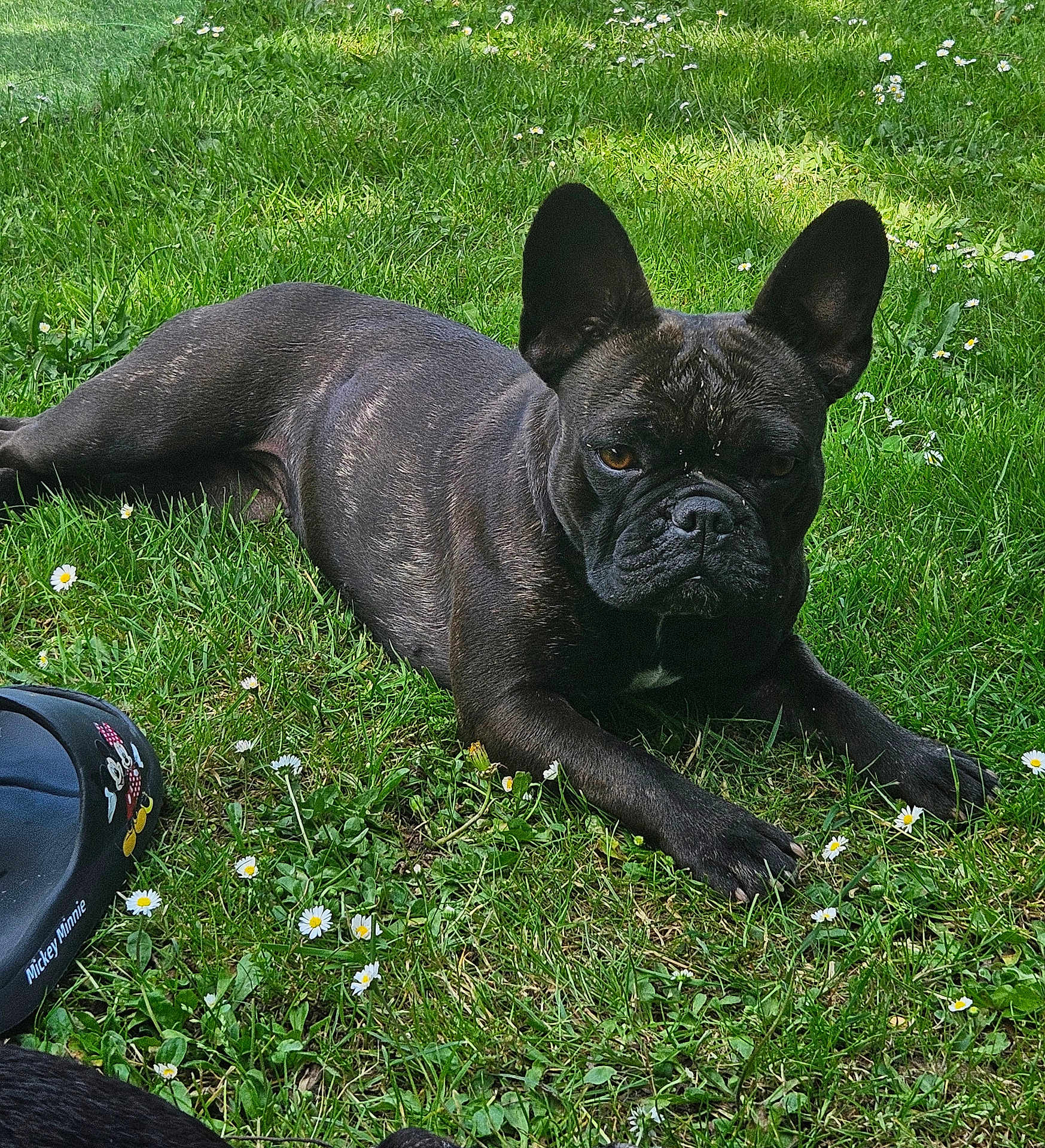 Bony participe au concours pour gagner de l'argent avec cette photo : dog, french_bulldog, grass, flower, daisy, outdoor, pet, animal, black_dog, lawn, relaxed, lying_down, mickey_minnie, toy, nature, summer, canine, cute, domestic_animal, garden