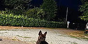 Bony participe au concours pour gagner de l'argent avec cette photo : dog, french_bulldog, brindle, night, outdoor, pavement, gravel, hedge, tree, shadow, animal, pet, canine, quiet, alert, parked_car, nature, dark_sky, lighting, lonely