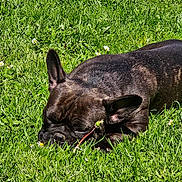 Bony a rejoint le concours — aidez-le/la à gagner de superbes lots ! dog, black_dog, grass, greenery, flowers, outdoor, sunlight, nature, sleeping, pet, animal, canine, resting, summer, peaceful, closeup, mammal, fur, ear, quiet