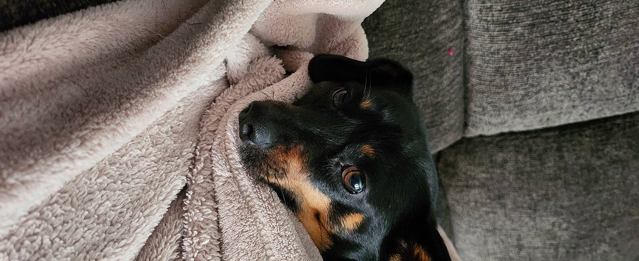 Buddy is registered to the contest to win money with this photo: canidae, carnivore, comfort, companion_dog, dog, dog_breed, ear, fawn, fur, grey, guard_dog, hound, montenegrin_mountain_hound, pinscher, sporting_group, terrestrial_animal, whiskers, wood, working_animal, working_dog