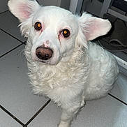 Camilo joined the competition — help win amazing prizes! dog, white_dog, fluffy, long_hair, curly_fur, sitting, indoors, kitchen, tile_floor, countertop, stool, portrait, pet, animal, ears, brown_nose, glowing_eyes, white_fur, flash_photography, cute