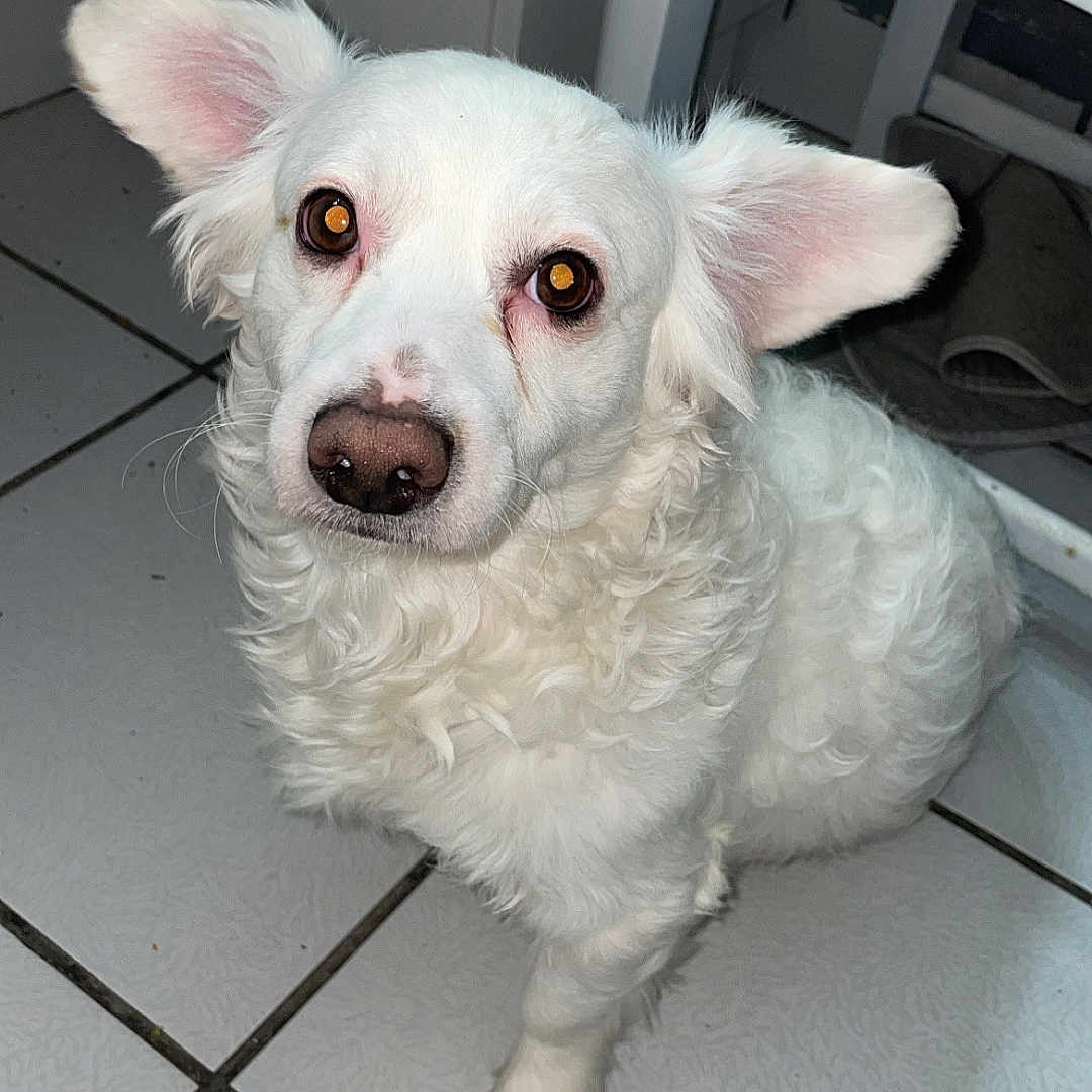 Camilo