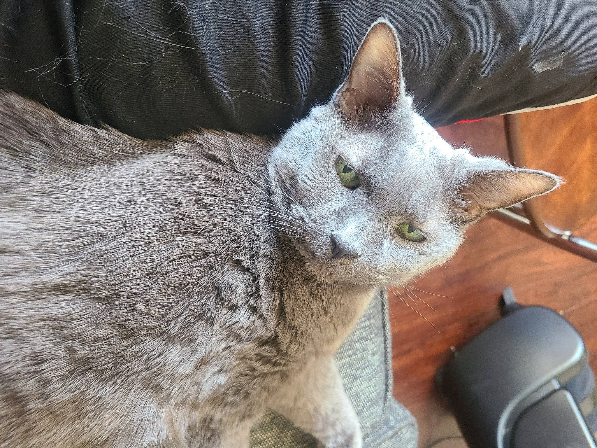 Misty is registered to the contest to win money with this photo: carnivore, cat, cat_supply, claw, comfort, domestic_short_haired_cat, felidae, fur, grey, mouse, nap, paw, russian_blue, small_to_medium_sized_cats, tail, terrestrial_animal, whiskers, wildlife, window