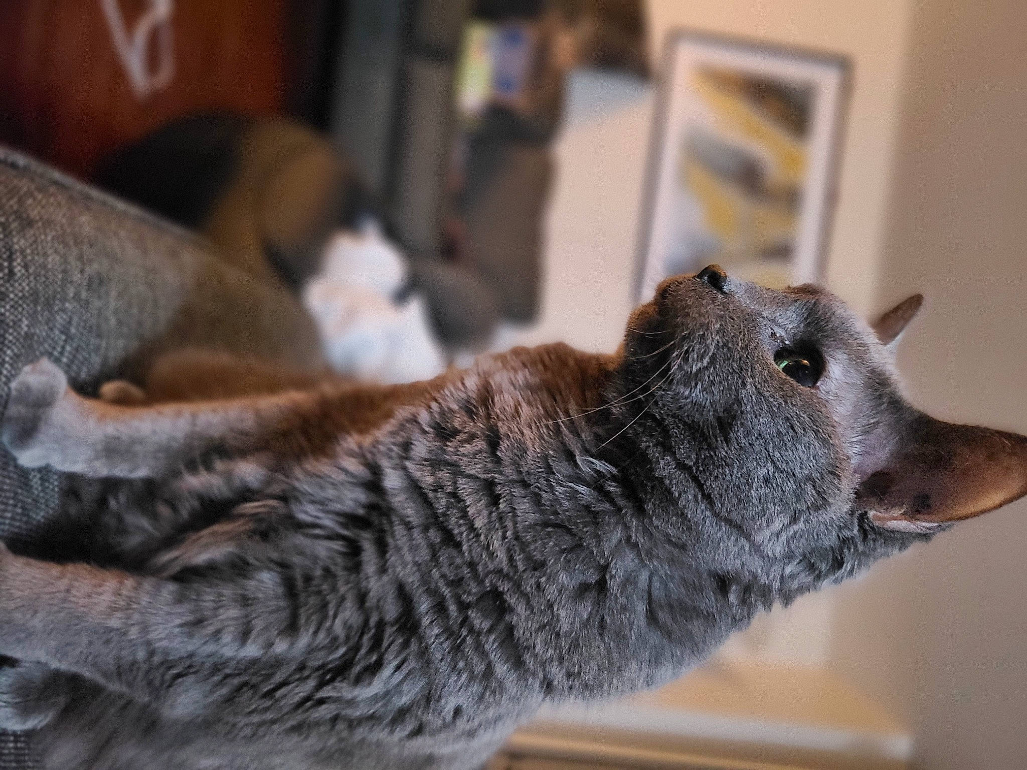 Misty is registered to the contest to win money with this photo: canidae, carnivore, cat, claw, dog_breed, domestic_short_haired_cat, felidae, fur, grey, metal, small_to_medium_sized_cats, snout, sporting_group, tail, terrestrial_animal, whiskers, wildlife, wood