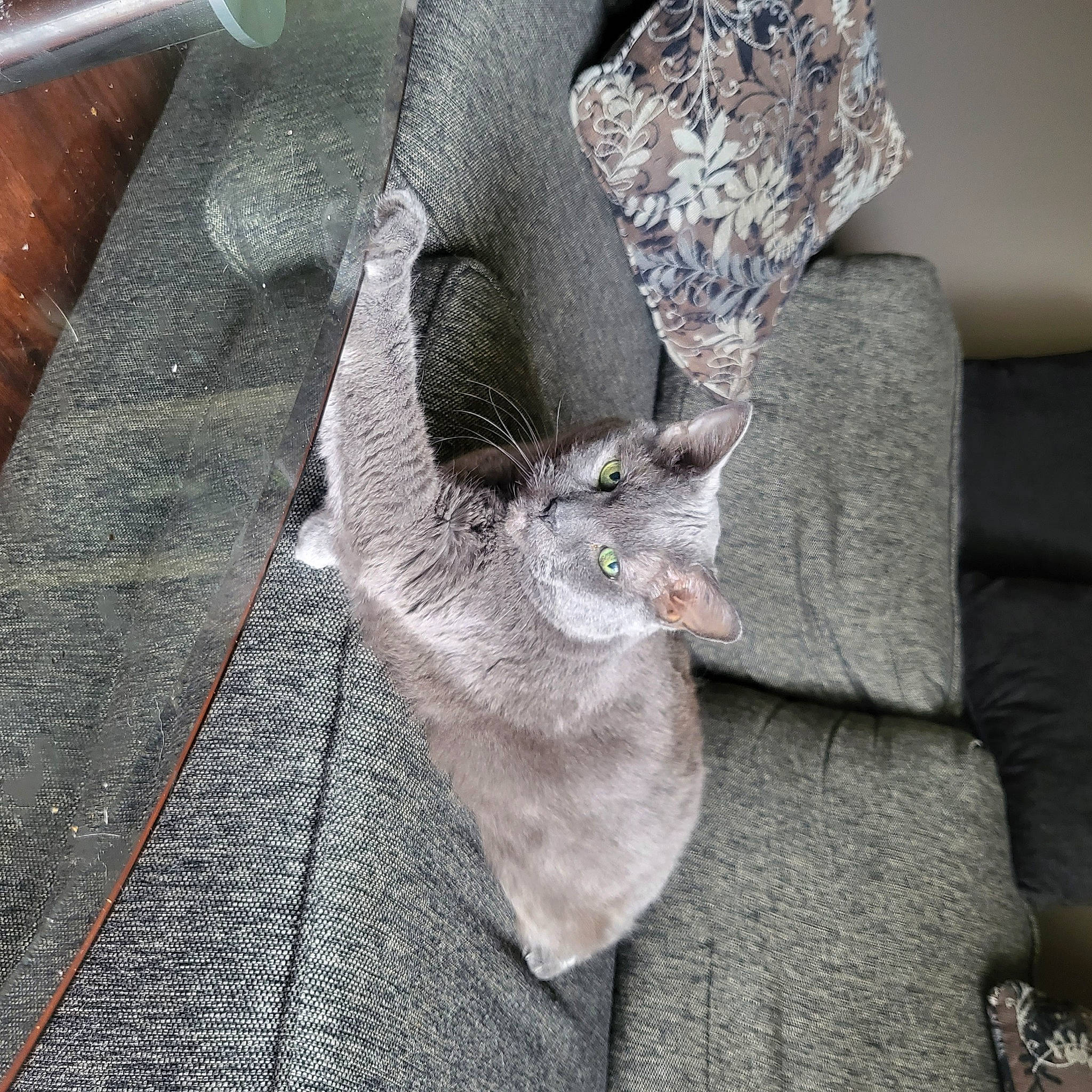 Misty is registered to the contest to win money with this photo: comfort, couch, fashion_accessory, feather, felidae, fur, gesture, glove, grey, hat, human_leg, linens, pattern, sleeve, small_to_medium_sized_cats, studio_couch, tail, whiskers, wing, wool