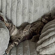 Christian is registered to the contest to win money with this photo: cat, tabby_cat, sleeping, relaxed, couch, furniture, indoor, pet, feline, cozy, plush, texture, resting, animal, whiskers, paw, fur, comfort, lazy, home